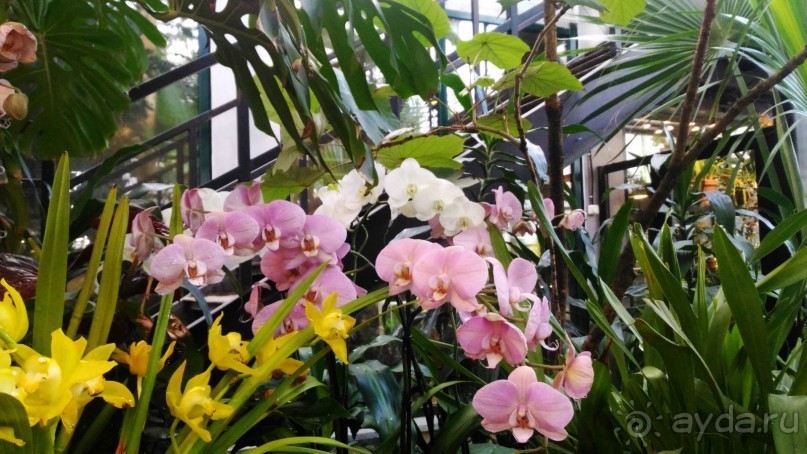 YII Зимний фестиваль в "Аптекарском огороде" "Тропическая зима".