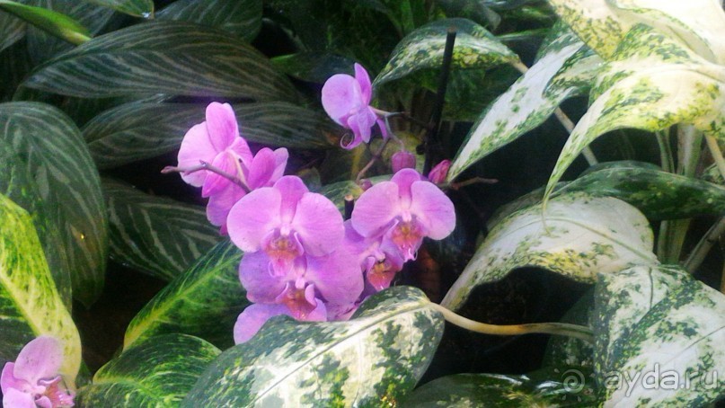 YII Зимний фестиваль в "Аптекарском огороде" "Тропическая зима".