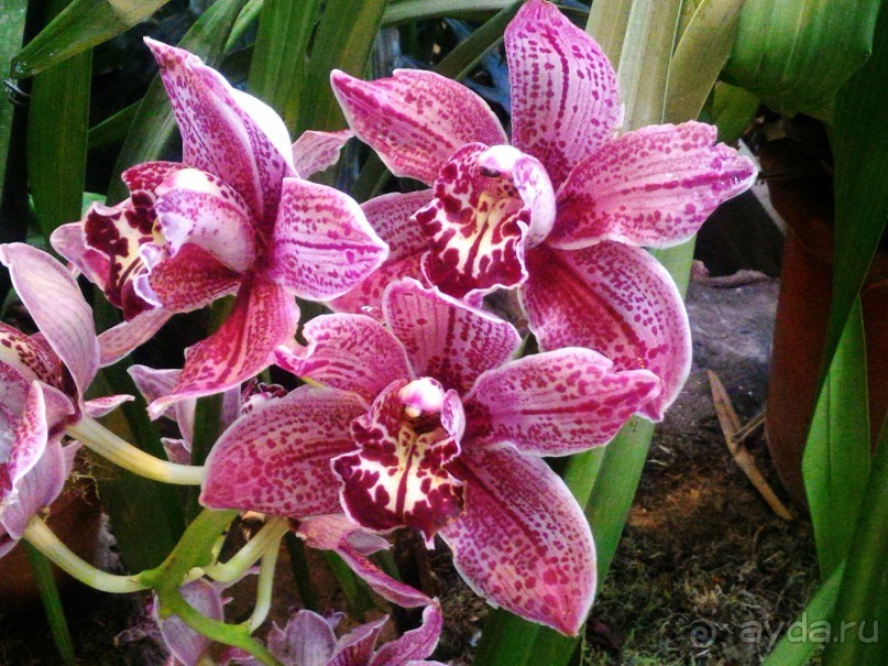 YII Зимний фестиваль в "Аптекарском огороде" "Тропическая зима".