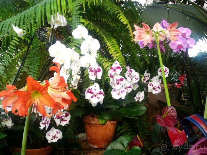 YII Зимний фестиваль в "Аптекарском огороде" "Тропическая зима".