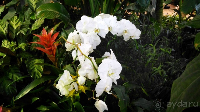 YII Зимний фестиваль в "Аптекарском огороде" "Тропическая зима".