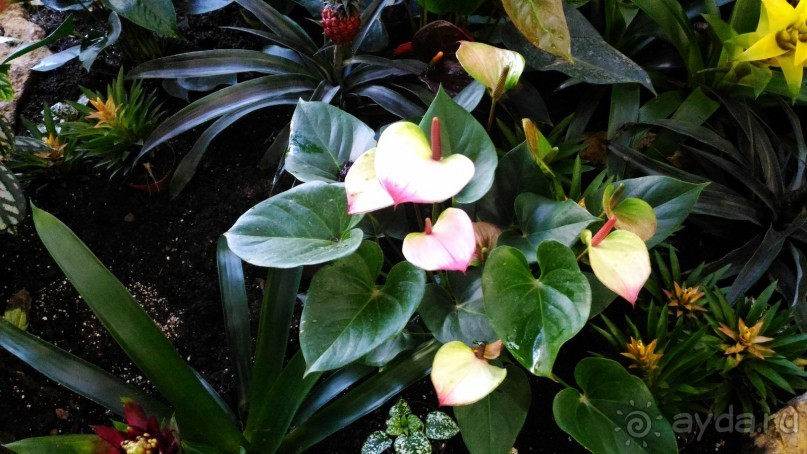 YII Зимний фестиваль в "Аптекарском огороде" "Тропическая зима".