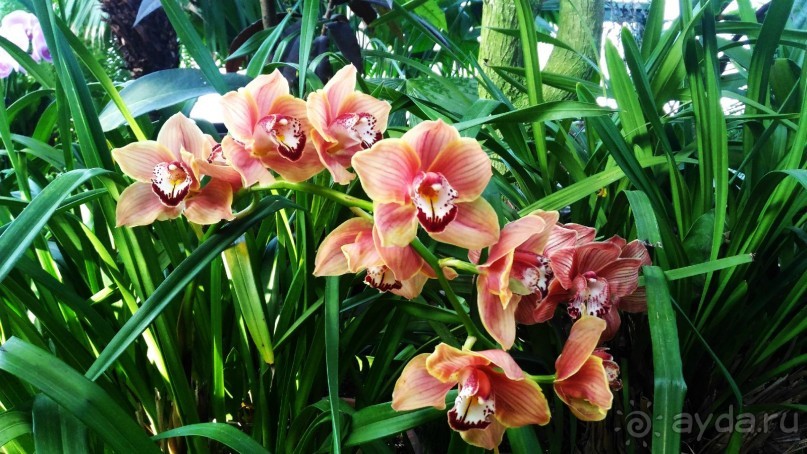 YII Зимний фестиваль в "Аптекарском огороде" "Тропическая зима".