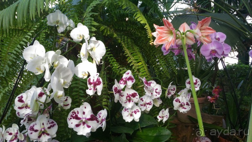 YII Зимний фестиваль в "Аптекарском огороде" "Тропическая зима".