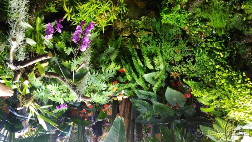 YII Зимний фестиваль в "Аптекарском огороде" "Тропическая зима".