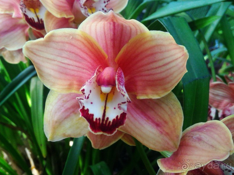 YII Зимний фестиваль в "Аптекарском огороде" "Тропическая зима".