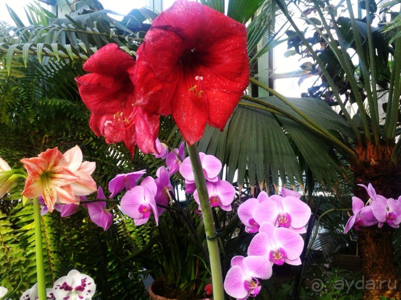 YII Зимний фестиваль в "Аптекарском огороде" "Тропическая зима".