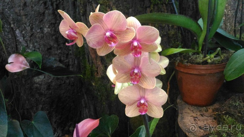 YII Зимний фестиваль в "Аптекарском огороде" "Тропическая зима".