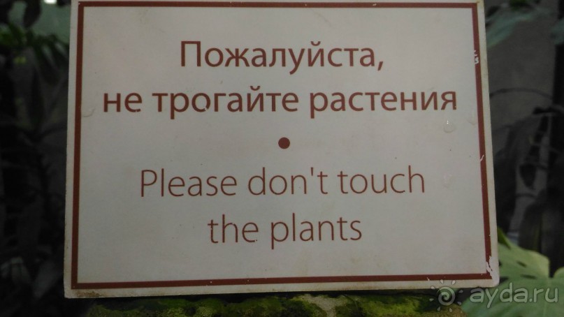 YII Зимний фестиваль в "Аптекарском огороде" "Тропическая зима".