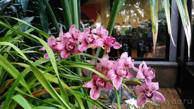 YII Зимний фестиваль в "Аптекарском огороде" "Тропическая зима".