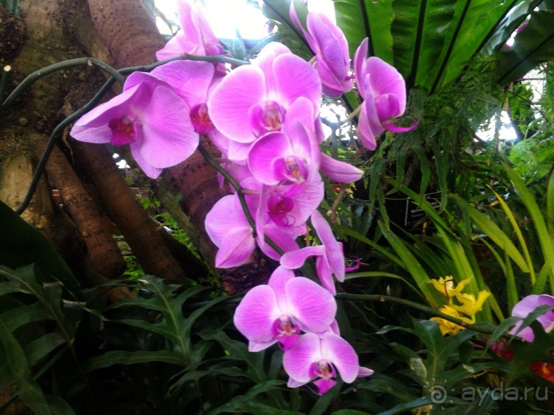 YII Зимний фестиваль в "Аптекарском огороде" "Тропическая зима".