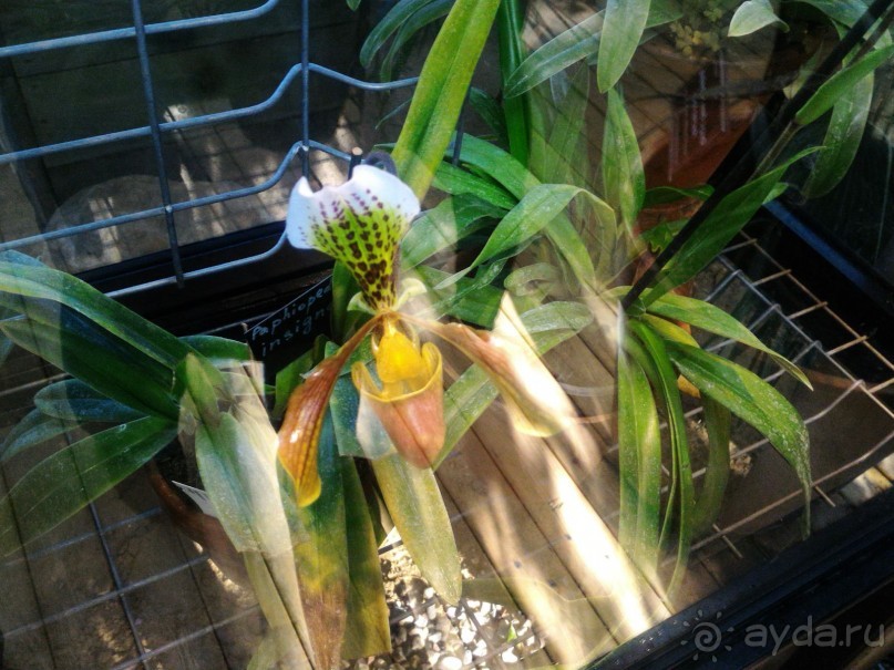 YII Зимний фестиваль в "Аптекарском огороде" "Тропическая зима".