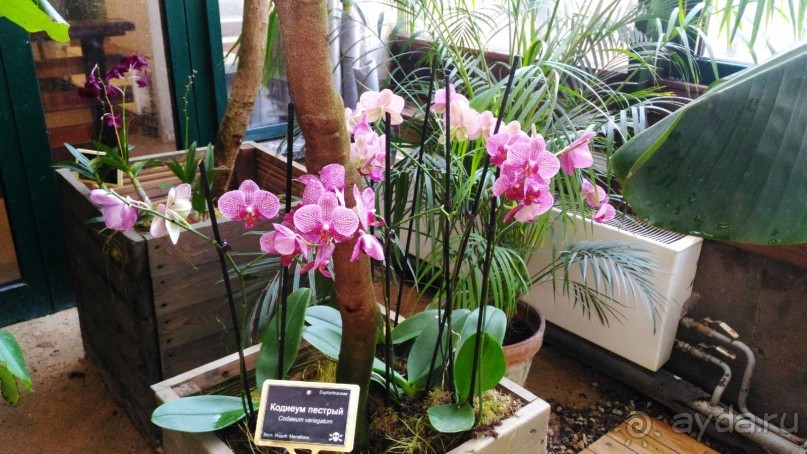 YII Зимний фестиваль в "Аптекарском огороде" "Тропическая зима".