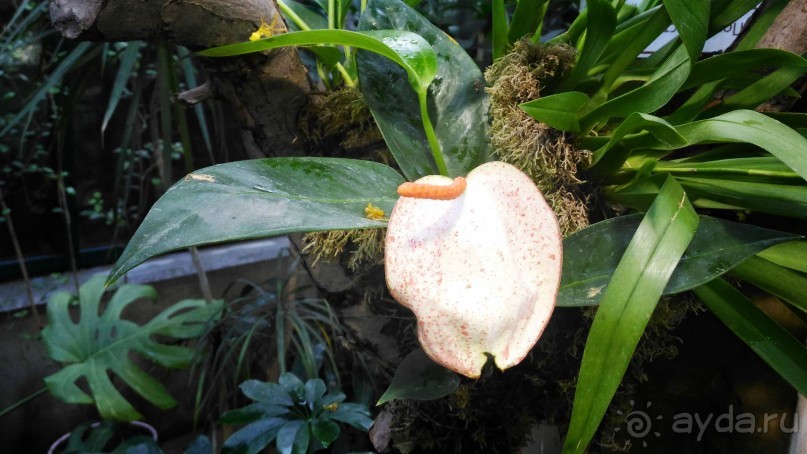 YII Зимний фестиваль в "Аптекарском огороде" "Тропическая зима".