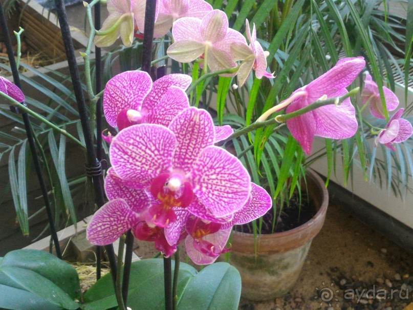 YII Зимний фестиваль в "Аптекарском огороде" "Тропическая зима".