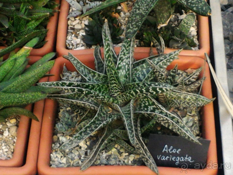 YII Зимний фестиваль в "Аптекарском огороде" "Тропическая зима".