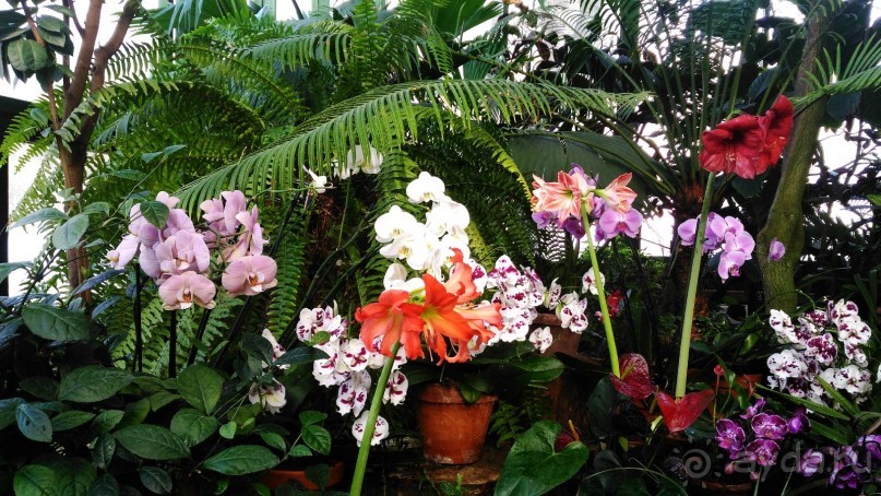 YII Зимний фестиваль в "Аптекарском огороде" "Тропическая зима".