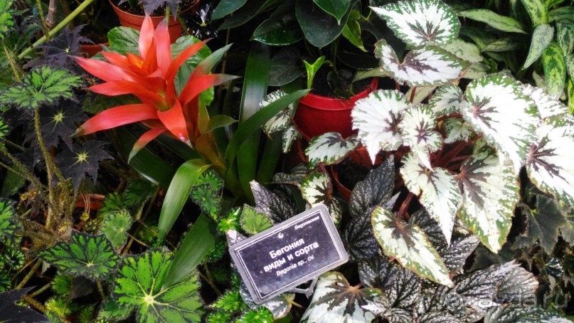 YII Зимний фестиваль в "Аптекарском огороде" "Тропическая зима".