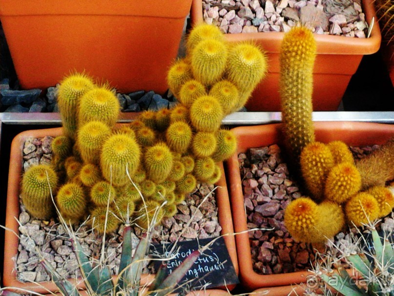 YII Зимний фестиваль в "Аптекарском огороде" "Тропическая зима".