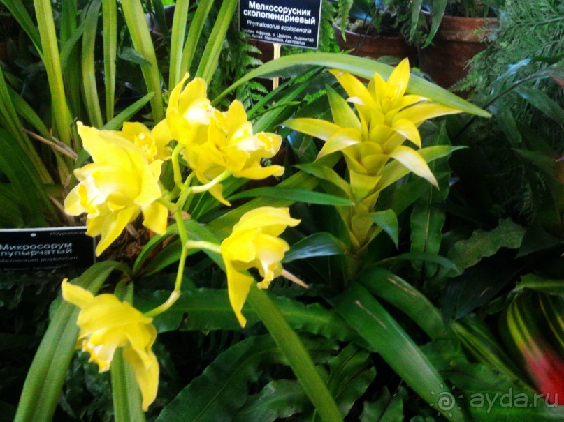 YII Зимний фестиваль в "Аптекарском огороде" "Тропическая зима".