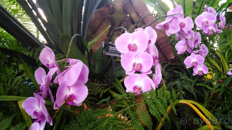 YII Зимний фестиваль в "Аптекарском огороде" "Тропическая зима".