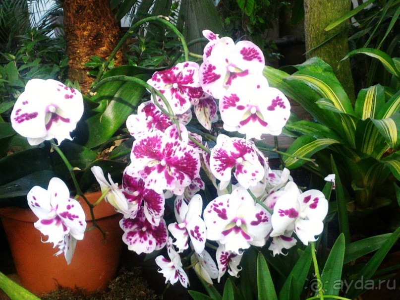 YII Зимний фестиваль в "Аптекарском огороде" "Тропическая зима".