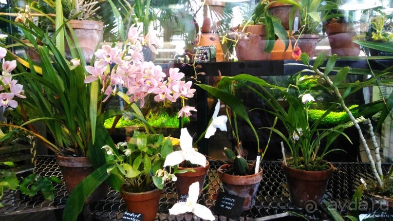 YII Зимний фестиваль в "Аптекарском огороде" "Тропическая зима".