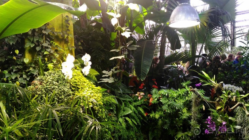 YII Зимний фестиваль в "Аптекарском огороде" "Тропическая зима".