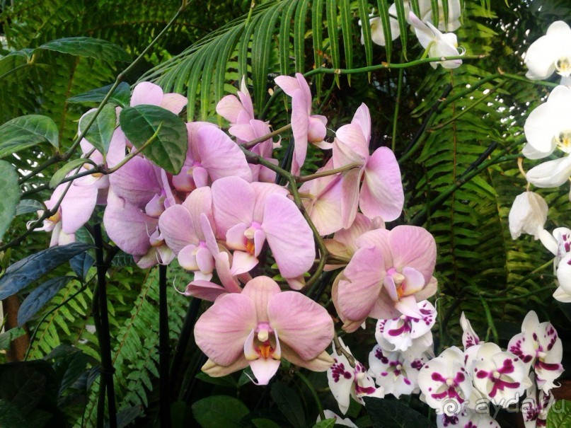 YII Зимний фестиваль в "Аптекарском огороде" "Тропическая зима".