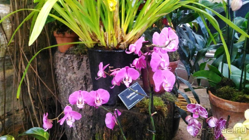 YII Зимний фестиваль в "Аптекарском огороде" "Тропическая зима".