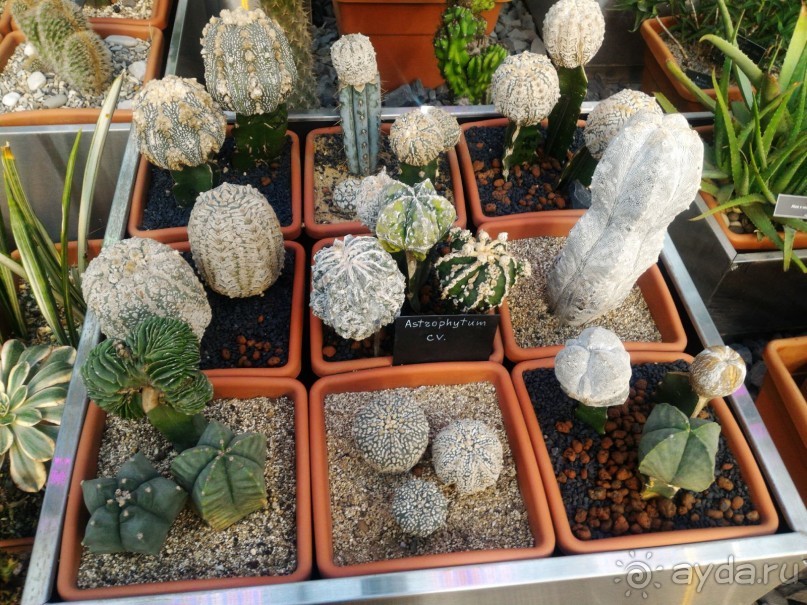 YII Зимний фестиваль в "Аптекарском огороде" "Тропическая зима".