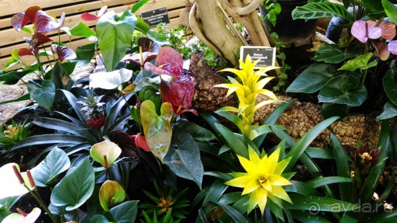 YII Зимний фестиваль в "Аптекарском огороде" "Тропическая зима".