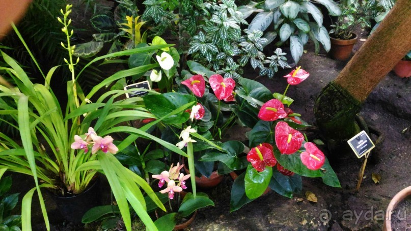 YII Зимний фестиваль в "Аптекарском огороде" "Тропическая зима".