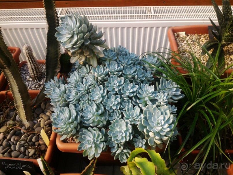 YII Зимний фестиваль в "Аптекарском огороде" "Тропическая зима".