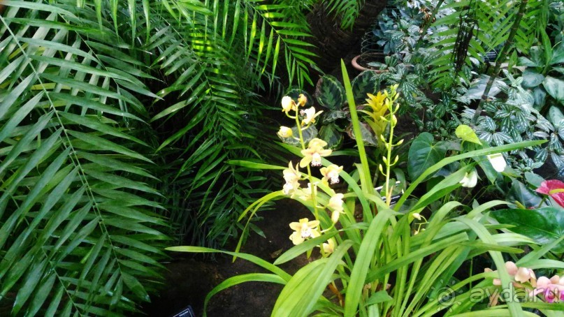 YII Зимний фестиваль в "Аптекарском огороде" "Тропическая зима".