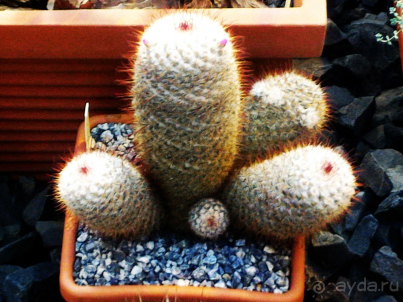 YII Зимний фестиваль в "Аптекарском огороде" "Тропическая зима".