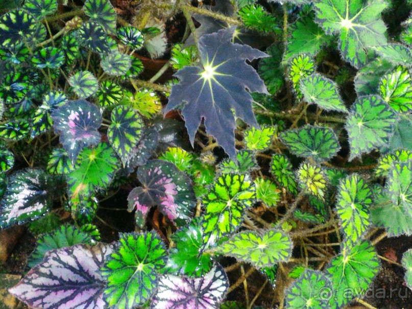 YII Зимний фестиваль в "Аптекарском огороде" "Тропическая зима".