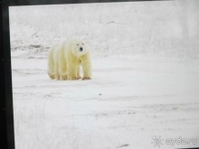Альбом отзыва "Пешие прогулки по Москве под девизом  "Движение - жизнь!" Часть 1."