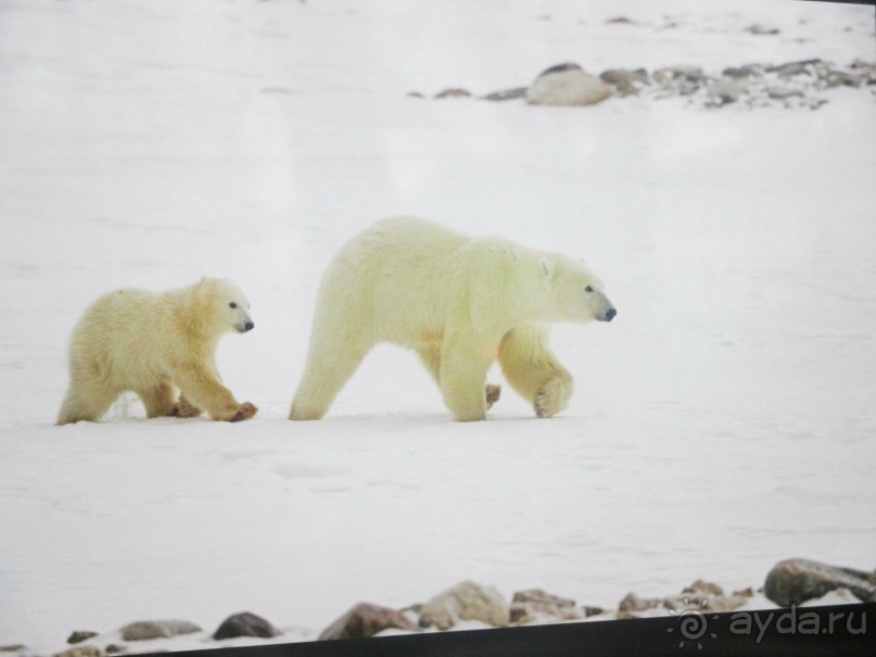 Пешие прогулки по Москве под девизом  "Движение - жизнь!" Часть 1.