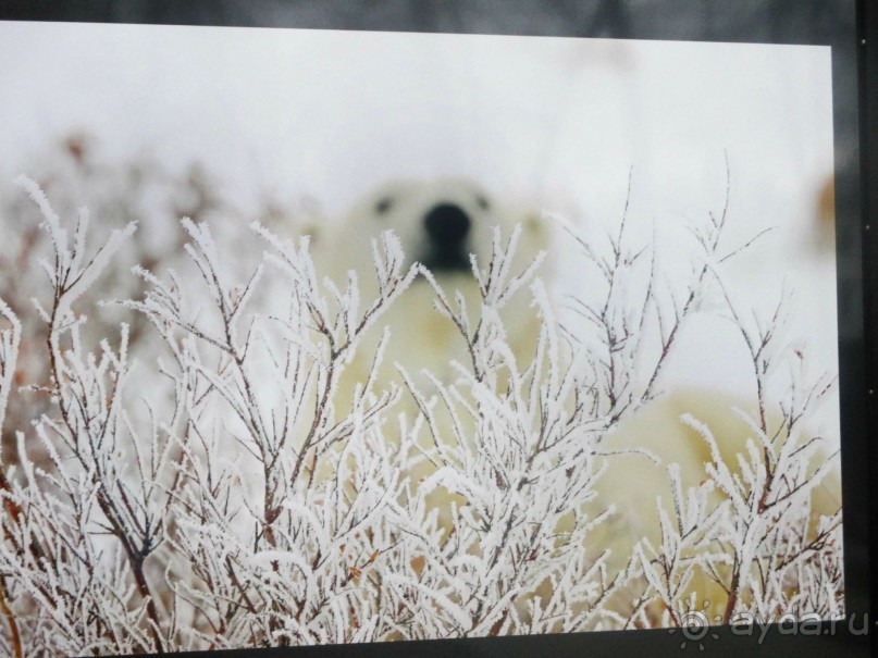 Пешие прогулки по Москве под девизом  "Движение - жизнь!" Часть 1.