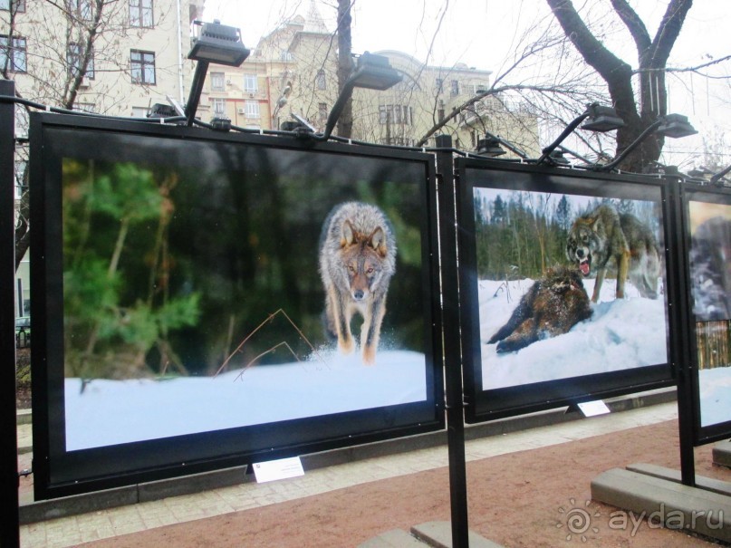 Пешие прогулки по Москве под девизом  "Движение - жизнь!" Часть 1.