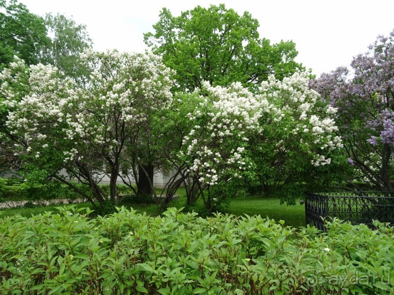 Святыня православия - Новодевичий монастырь в Москве.