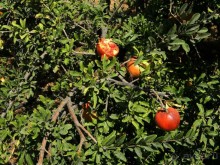 Мечты должны сбываться, но не так! Один день на о. Санторини, Греция.