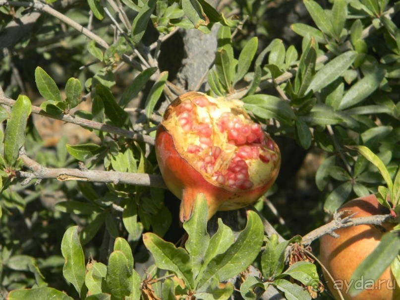 Мечты должны сбываться, но не так! Один день на о. Санторини, Греция.