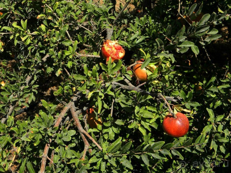 Мечты должны сбываться, но не так! Один день на о. Санторини, Греция.