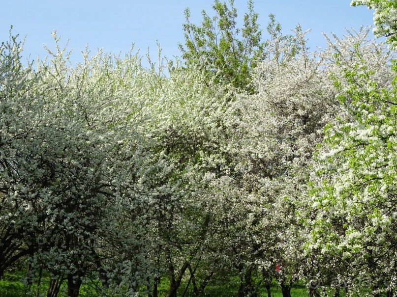 Дводрец царя Алексея Михайловича в Коломенском. 