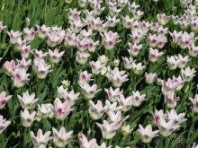 Дводрец царя Алексея Михайловича в Коломенском. 