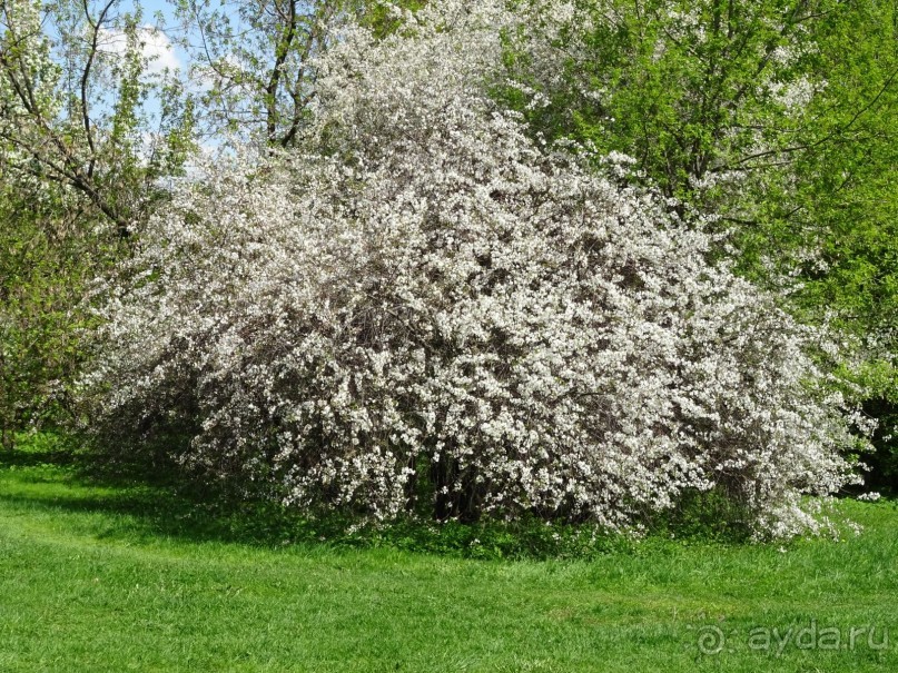Дводрец царя Алексея Михайловича в Коломенском. 