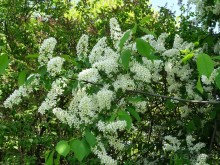 Дводрец царя Алексея Михайловича в Коломенском. 