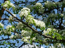 Дводрец царя Алексея Михайловича в Коломенском. 